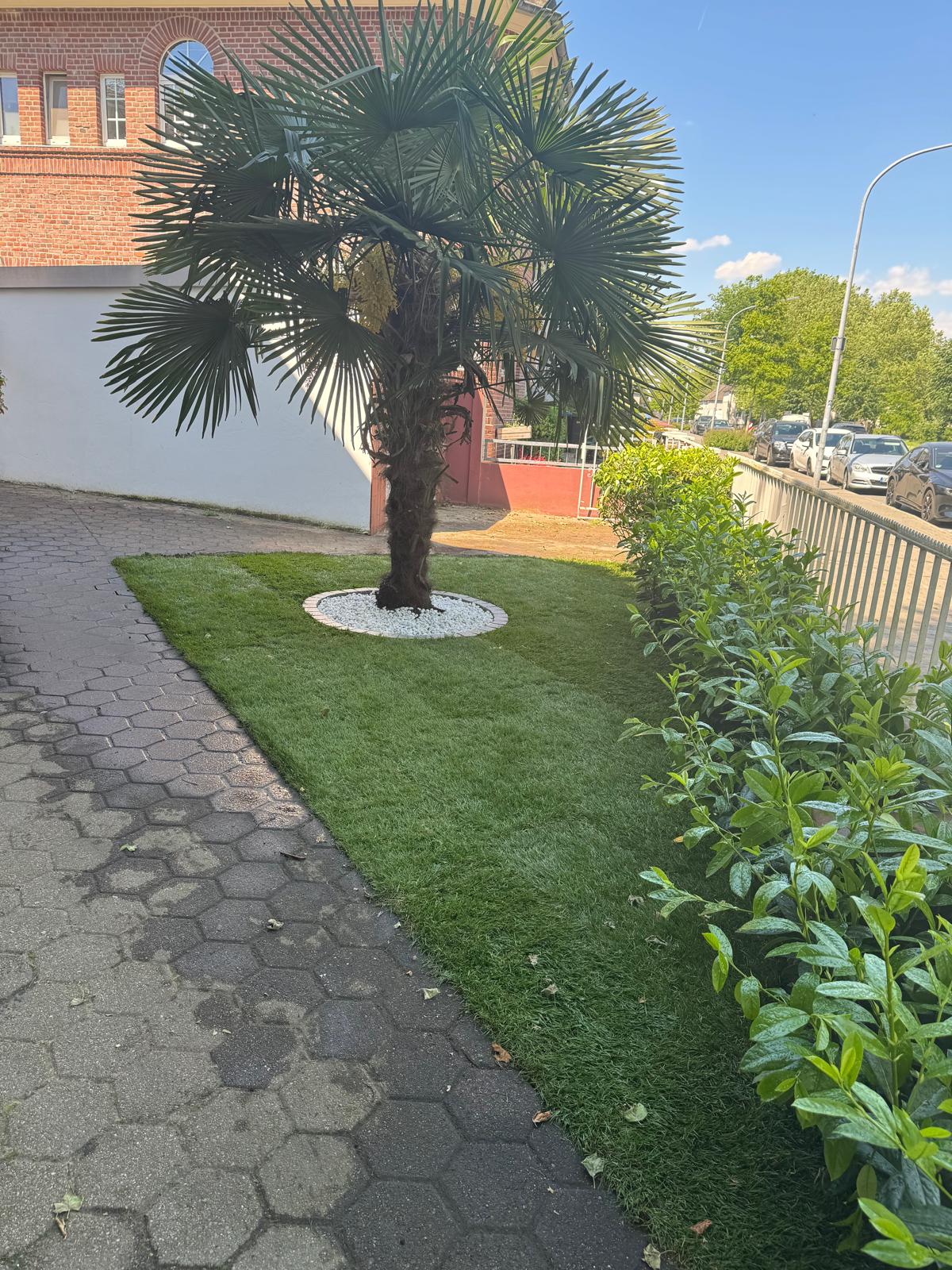 Eine große grüne Palme steht auf frischem Rasen neben einem Zaun und blühenden Büschen